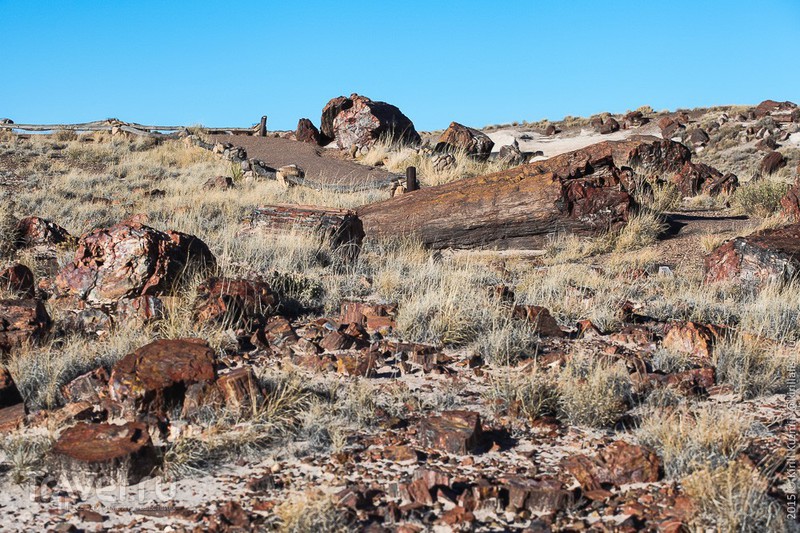 Национальный парк "Petrified Forrest", США / Фото из США