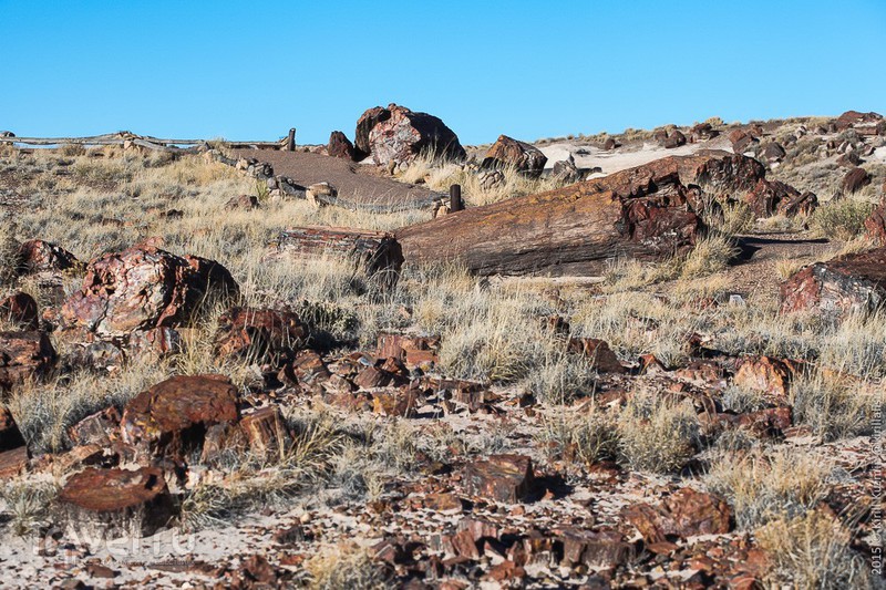   "Petrified Forrest",  /   