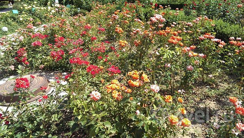 Лето, цветы - Никитский ботанический сад / Россия