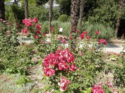 Лето, цветы - Никитский ботанический сад / Россия