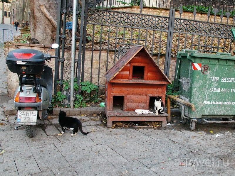 Почему в Стамбуле много кошек? / Турция