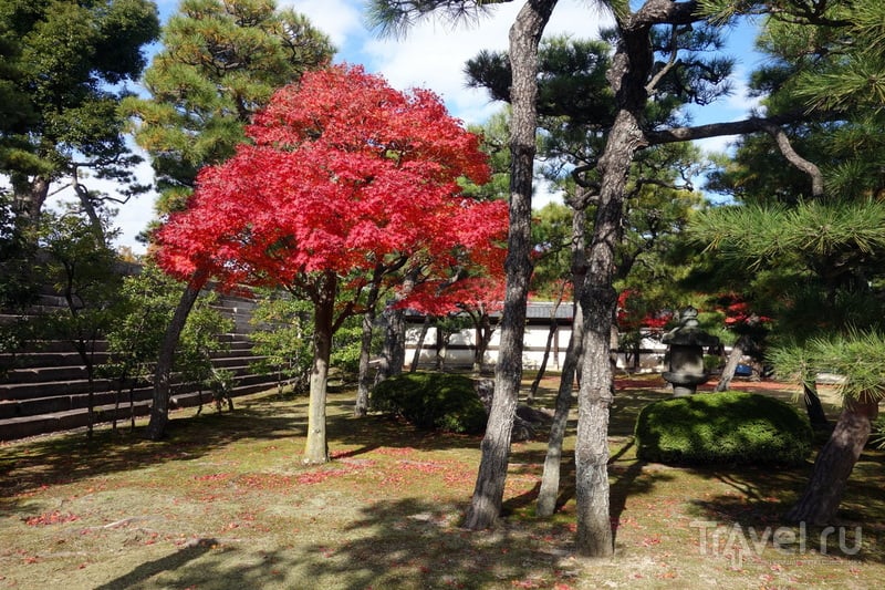 Почему в Японию надо ехать осенью / Фото из Японии
