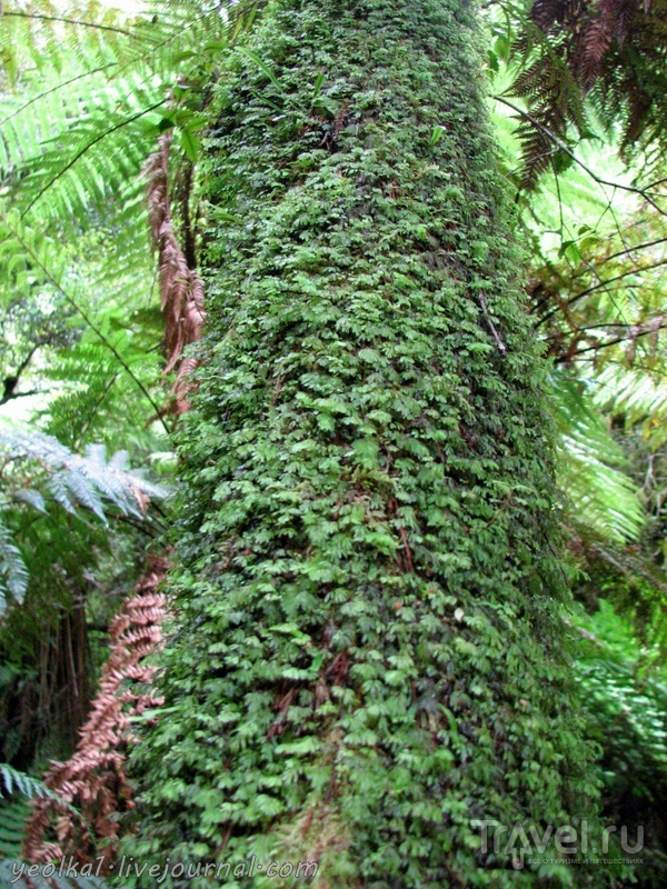 В стране антиподов. Кэтлинс. Реликтовый лес / Фото из Новой Зеландии
