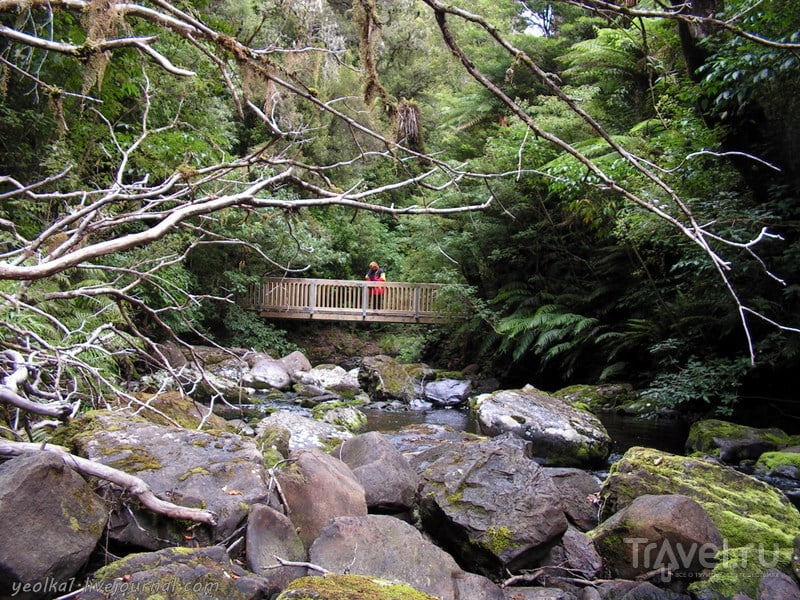В стране антиподов. Кэтлинс. Реликтовый лес / Фото из Новой Зеландии