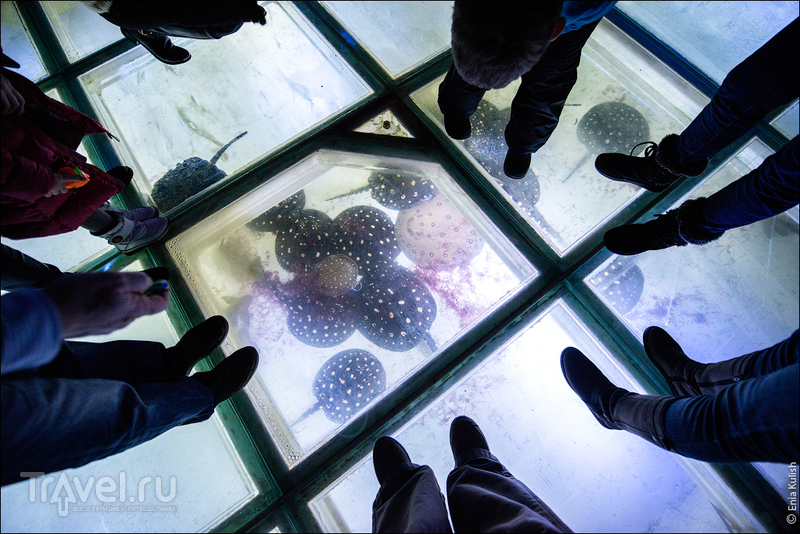 Параллельный мир в московском подвале - Океанариум на Чистых прудах / Фото из России