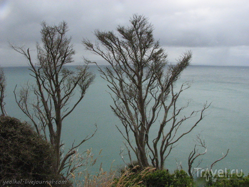 В стране антиподов. Кэтлинс. Суровое побережье Южного океана / Фото из Новой Зеландии