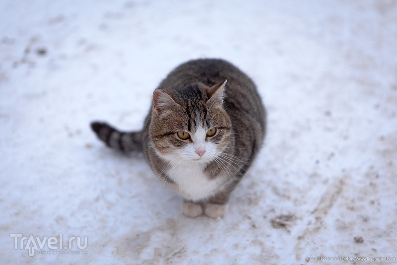 Гороховец выходного дня / Россия