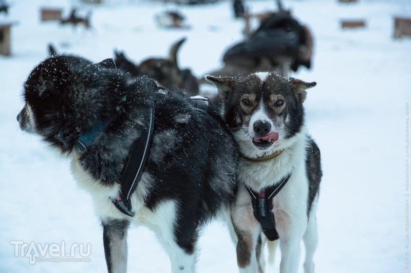 Лапландия. Морозное сафари на собачьих упряжках / Фото из Финляндии