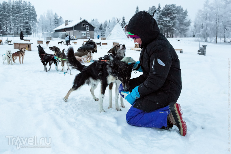 Лапландия. Морозное сафари на собачьих упряжках / Фото из Финляндии
