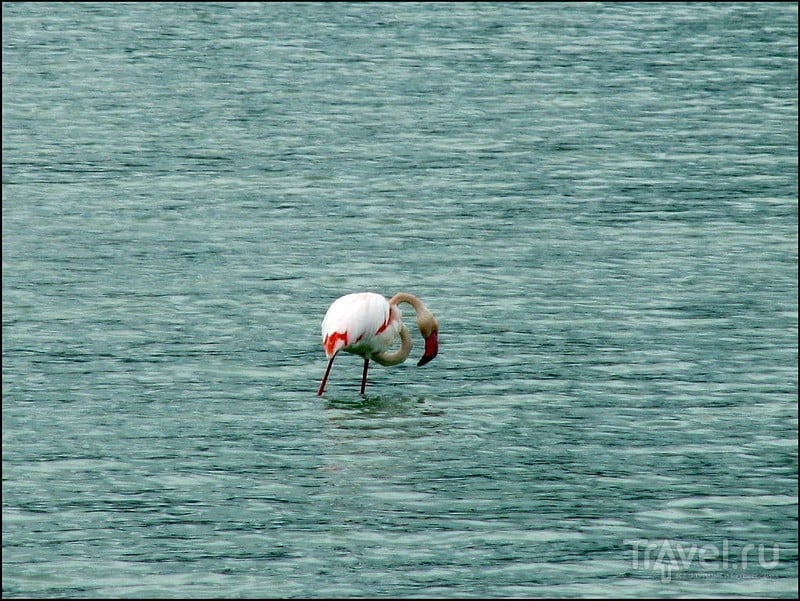 Кальпе. Коста Бланка. Испания. Птицы солёного озера Las Salinas / Фото из Испании