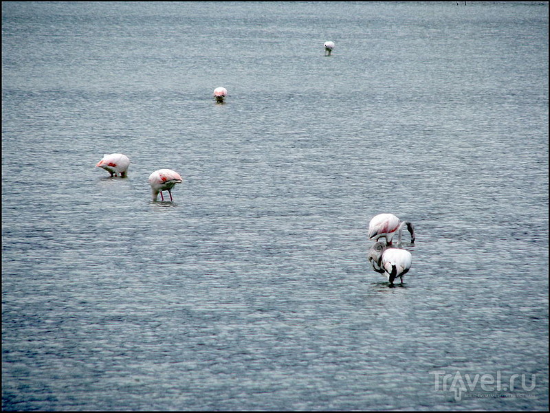 .  . .    Las Salinas /   