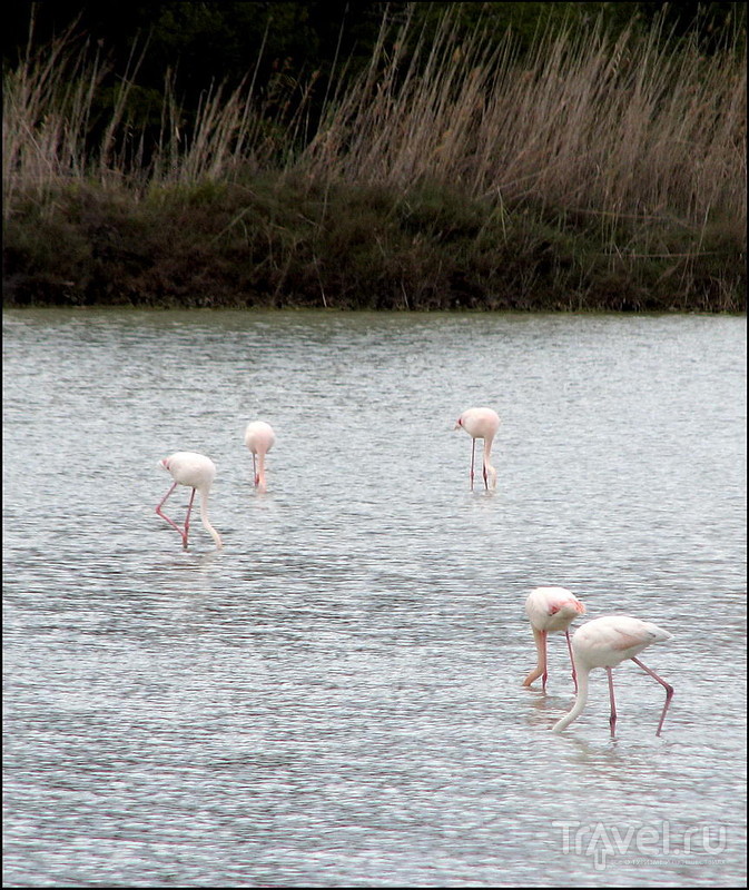 .  . .    Las Salinas /   