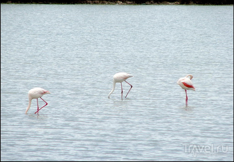 .  . .    Las Salinas /   