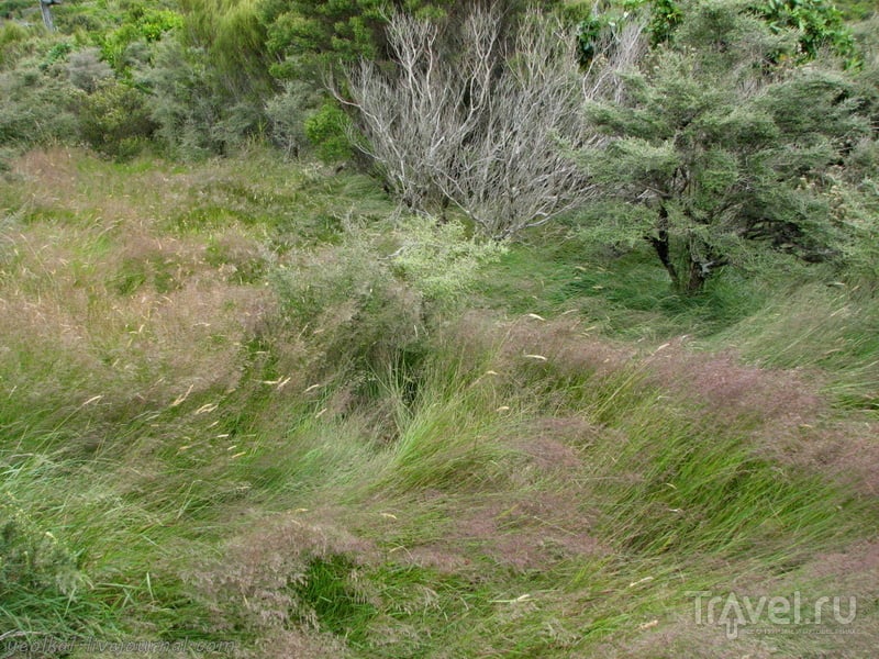 В стране антиподов. Вид на полуостров Отаго с высоты птичьего полета / Фото из Новой Зеландии