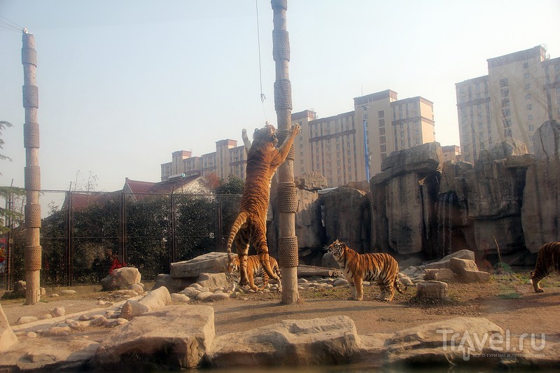 Шанхай. Wild Animal Park / Фото из Китая