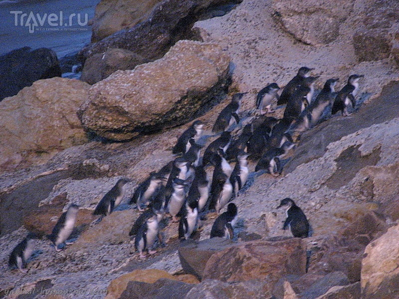В стране антиподов. Голубые пингвины Оамару / Новая Зеландия