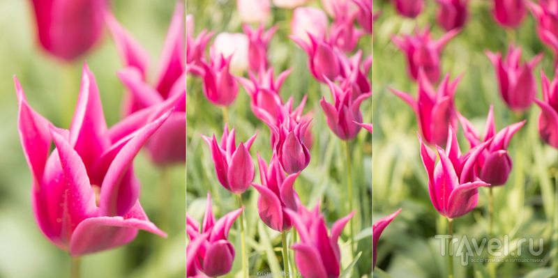 Keukenhof / Нидерланды