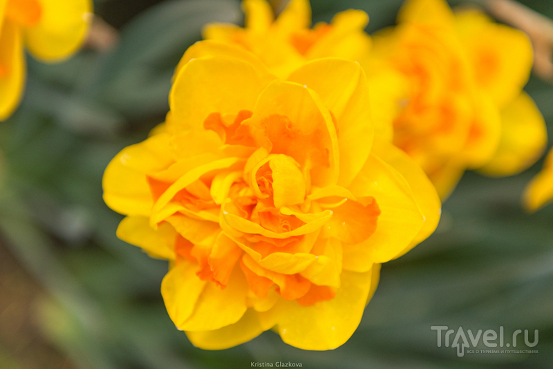 Keukenhof / Нидерланды