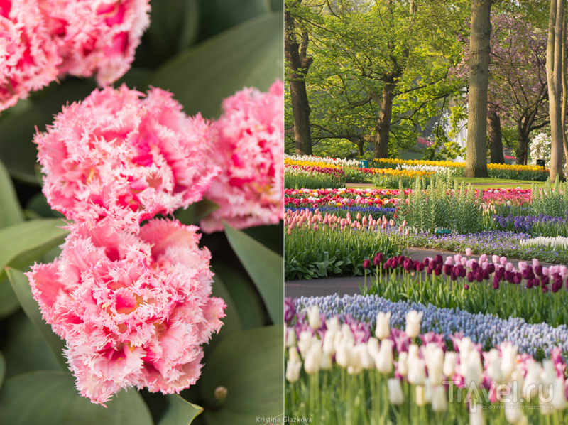 Keukenhof / Нидерланды