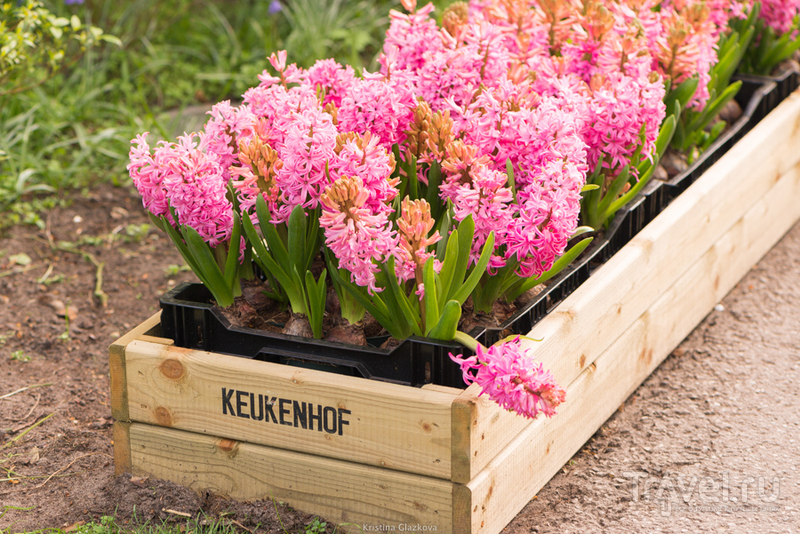 Keukenhof / Нидерланды