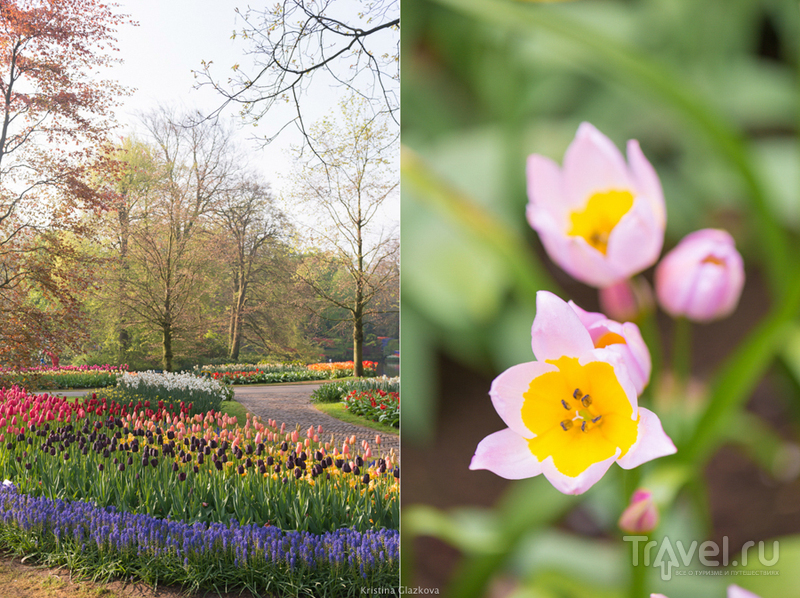 Keukenhof / Нидерланды