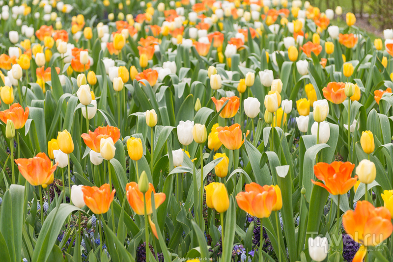 Keukenhof / Нидерланды