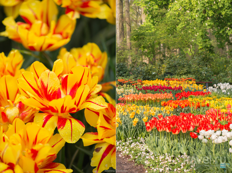 Keukenhof / Нидерланды