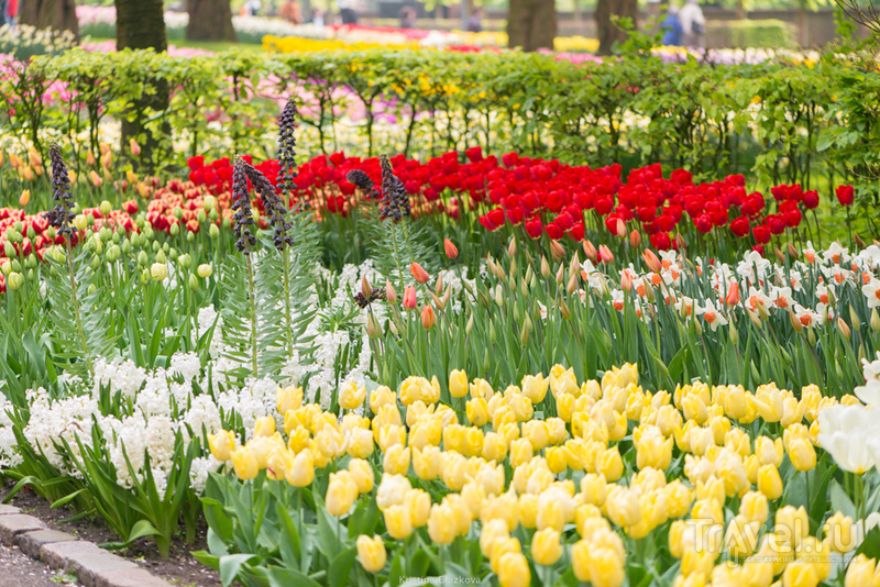 Keukenhof / Нидерланды