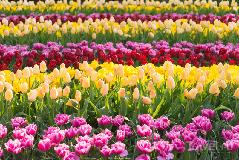 Keukenhof / Нидерланды