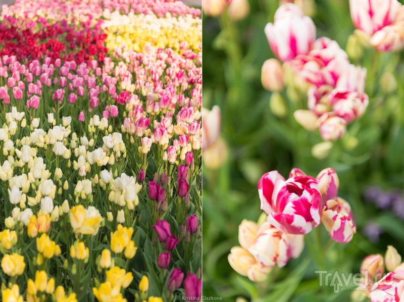 Keukenhof / Нидерланды