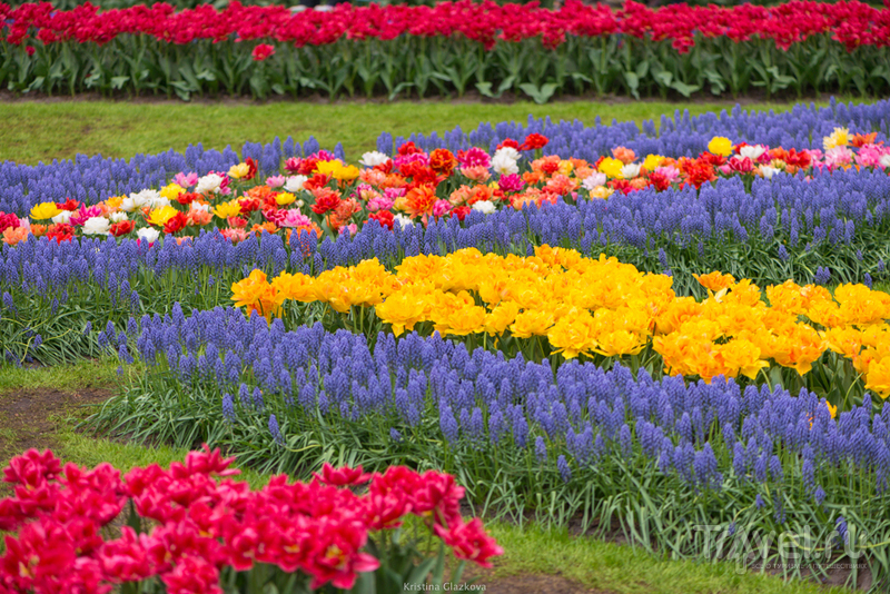 Keukenhof / Нидерланды