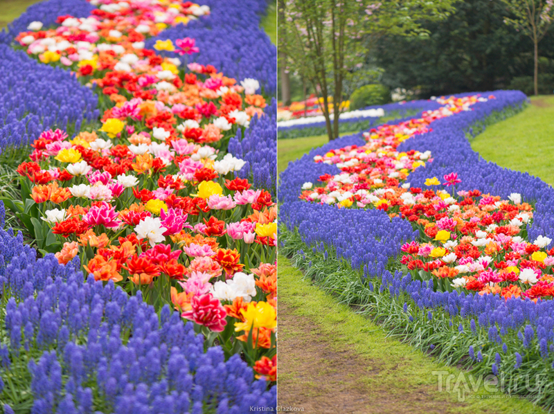 Keukenhof / Нидерланды