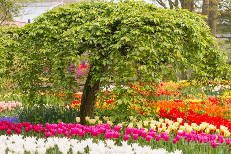 Keukenhof / Нидерланды