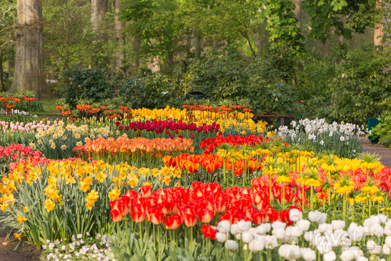 Keukenhof / Нидерланды
