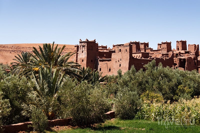 Мята марокканская фото и описание
