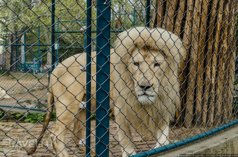 Белградский зоопарк / Фото из Сербии