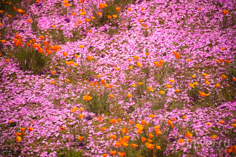 По цветущему побережью Калифорнии. Санта-Барбара и шоссе №1 / Фото из США
