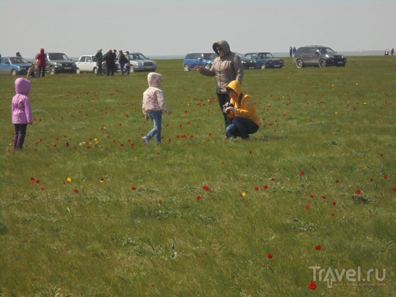 Фестиваль тюльпанов в Калмыкии / Россия