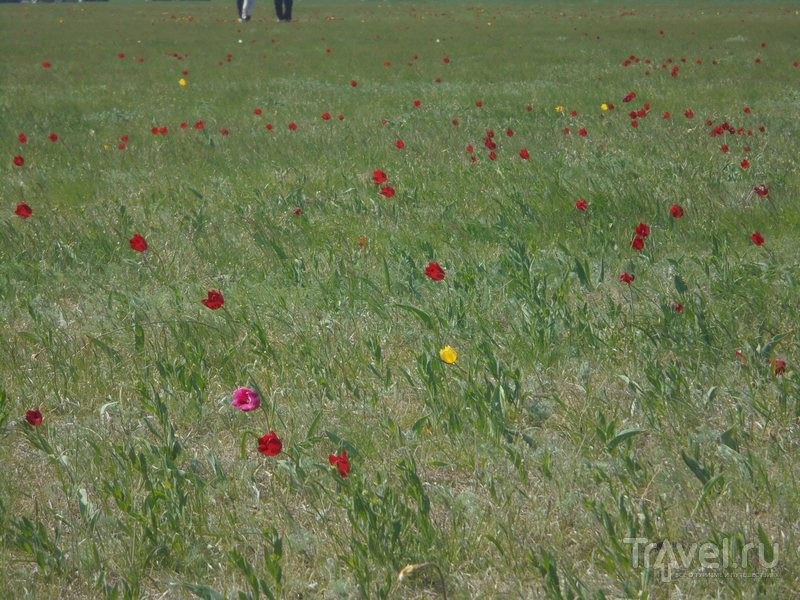 Фестиваль тюльпанов в Калмыкии / Россия