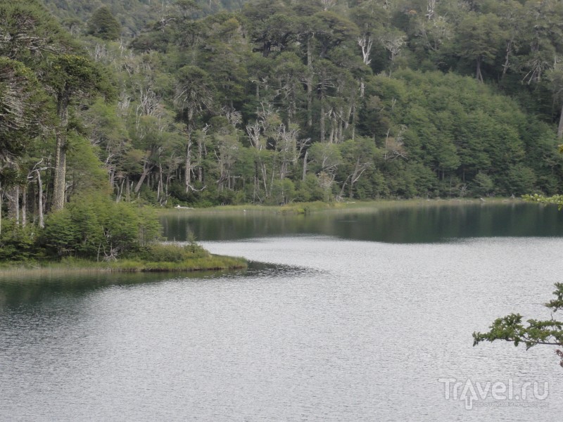 Национальный парк Уэркеуэ - субтропики в Патагонии / Чили