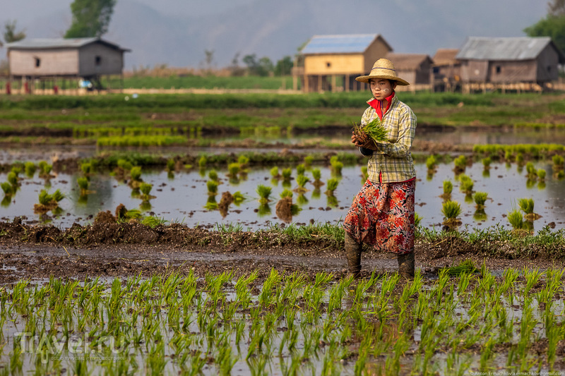 Бирма. Огороды озера Инле / Фото из Мьянмы