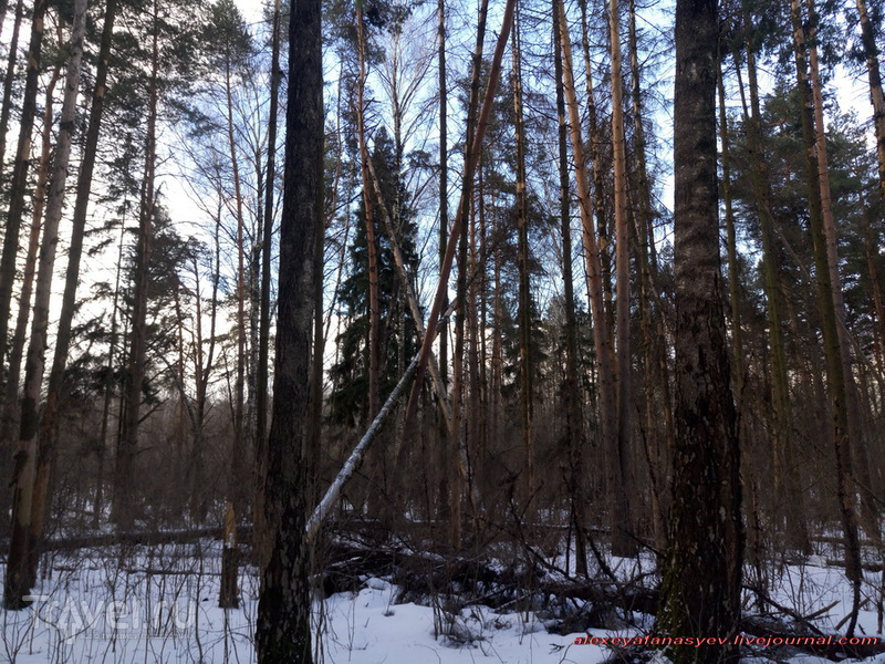 Салтыковский лесопарк, по последнему снегу / Россия