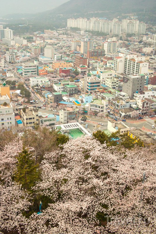 Как в Корее обстоят дела с сакурой / Фото из Южной Кореи