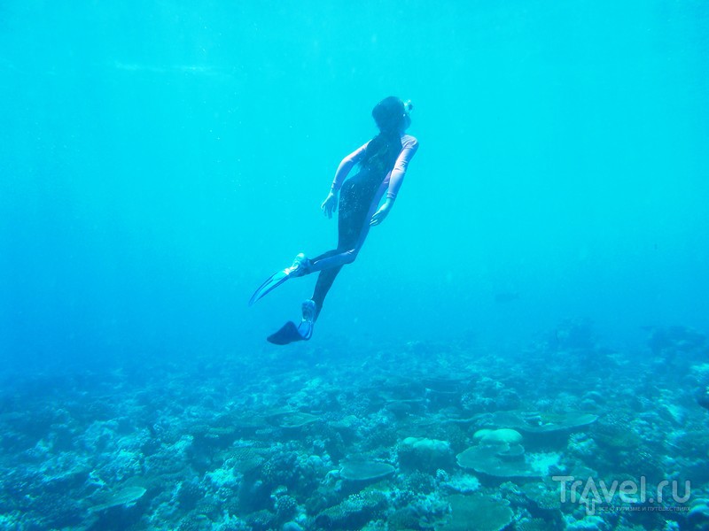 В погоне за китовой акулой / Фото с Мальдив