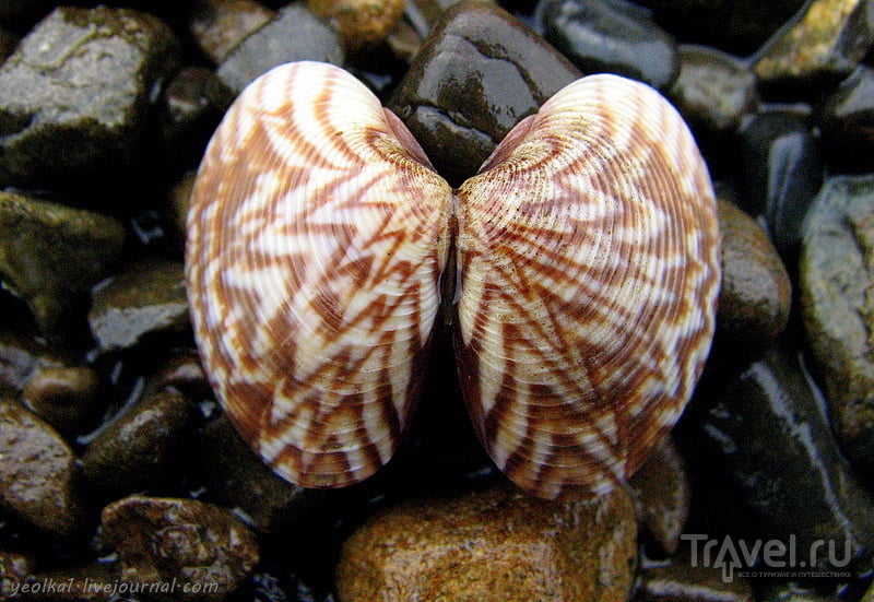 В стране антиподов. Морские бабочки / Фото из Новой Зеландии