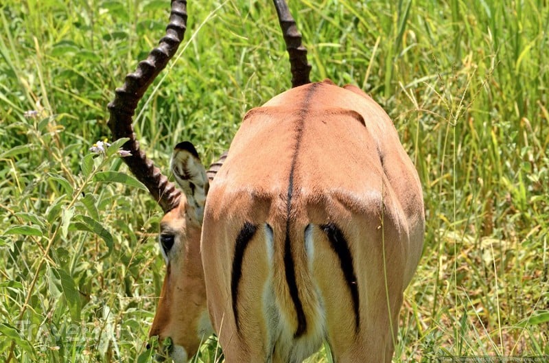Национальный парк Тарангире / Фото из Танзании