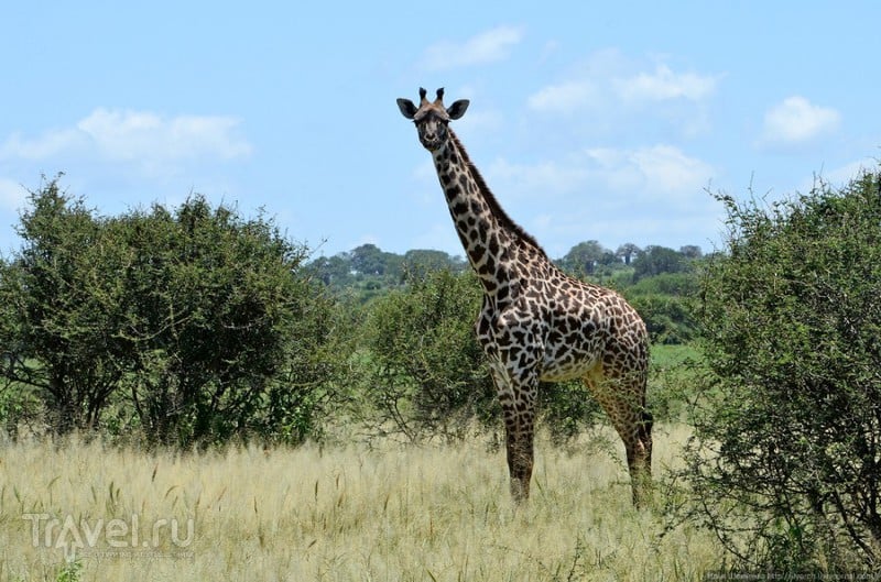 Национальный парк Тарангире / Фото из Танзании