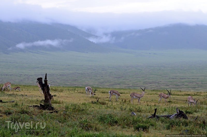 Биосферный заповедник Нгоронгоро (Танзания) / Фото из Танзании