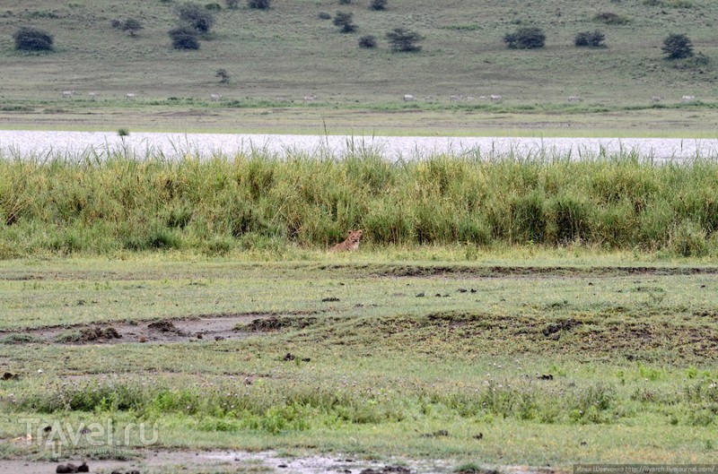 Биосферный заповедник Нгоронгоро (Танзания) / Фото из Танзании