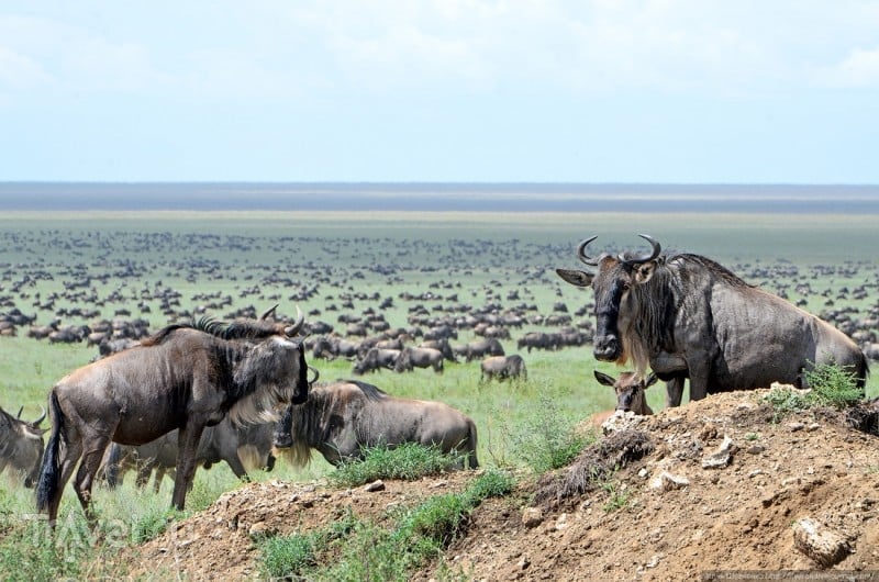 Великая миграция животных в Серенгети (Танзания) / Танзания
